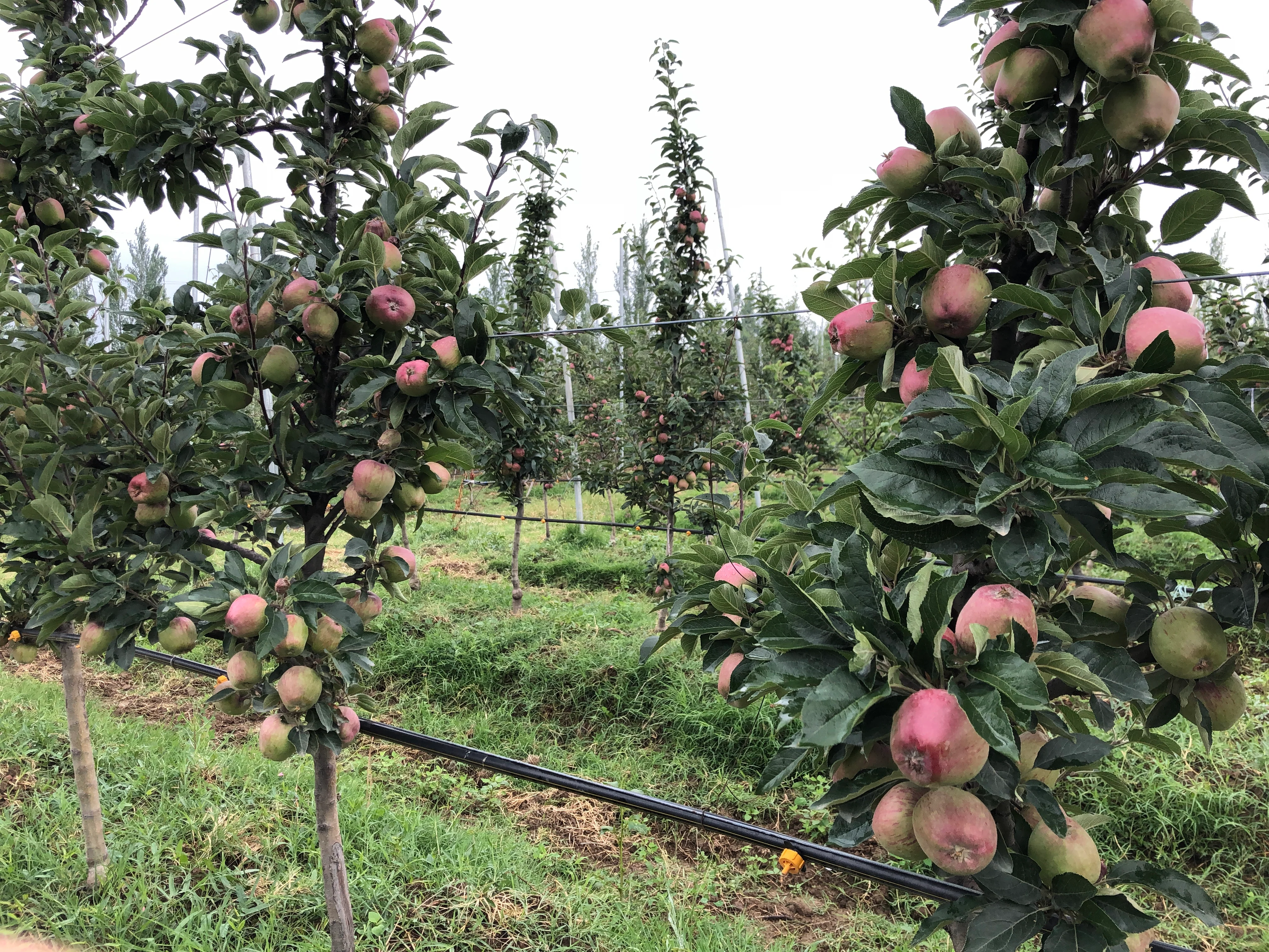 Style Rooted in Sustainable Innovation